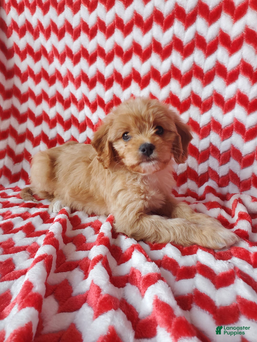 Cavachon dogs for sale: Caramel - Ad 1