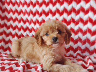Cavachon dogs Caramel - Ad 26