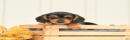 Mixed Breed dogs for sale: Freddie - Ad 4