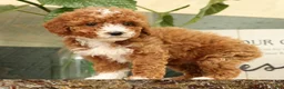 Miniature Poodle dogs for sale: Ariel - Ad 4
