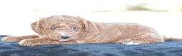 Miniature Poodle dogs for sale: Linnie - Ad 9