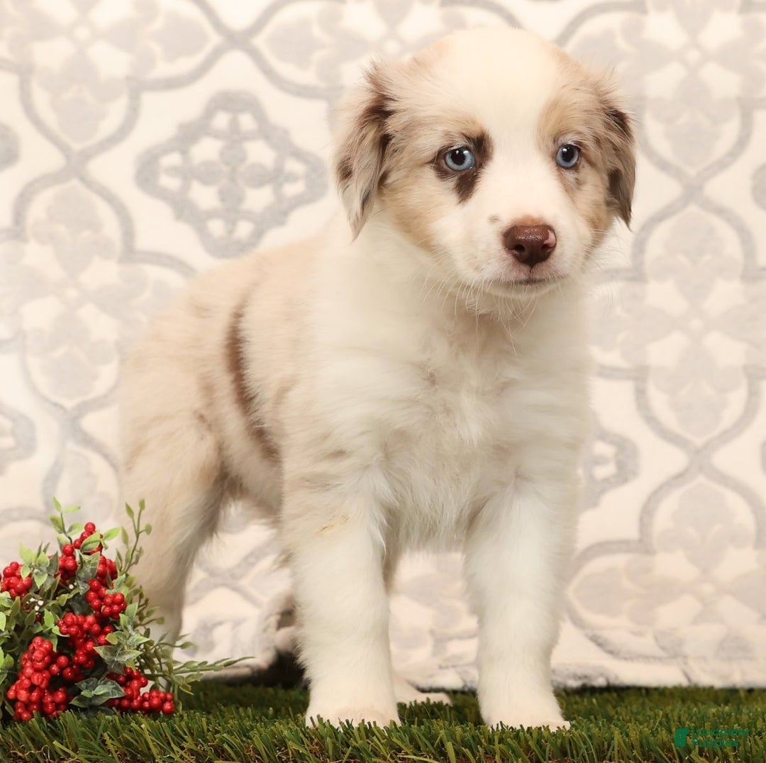Miniature Australian Shepherd dogs for sale: Rose - Ad 1