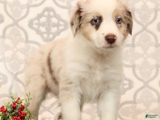 Miniature Australian Shepherd dogs Rose - Ad 2