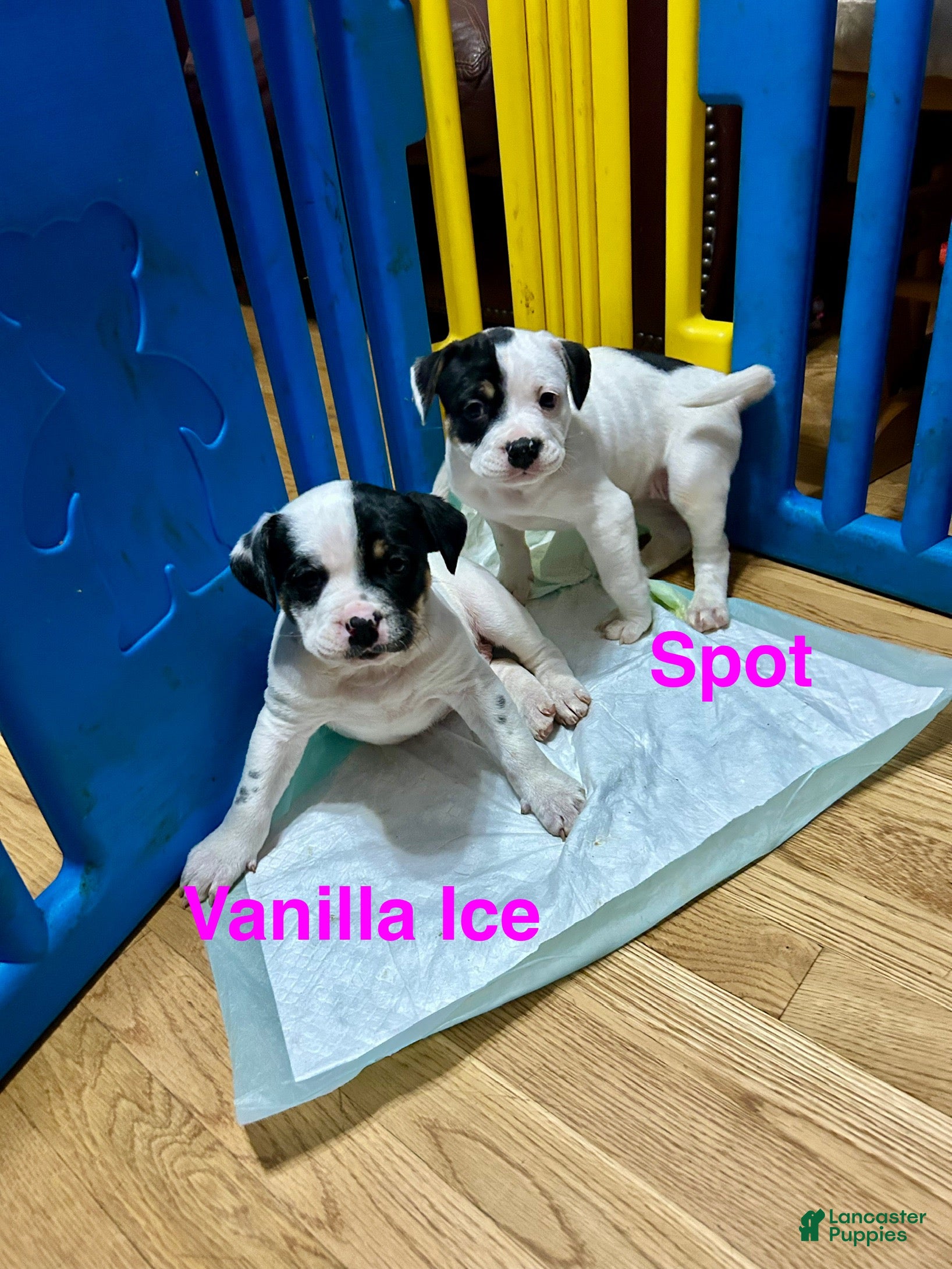 Mixed Breed dogs Vanilla Ice - Ad 17
