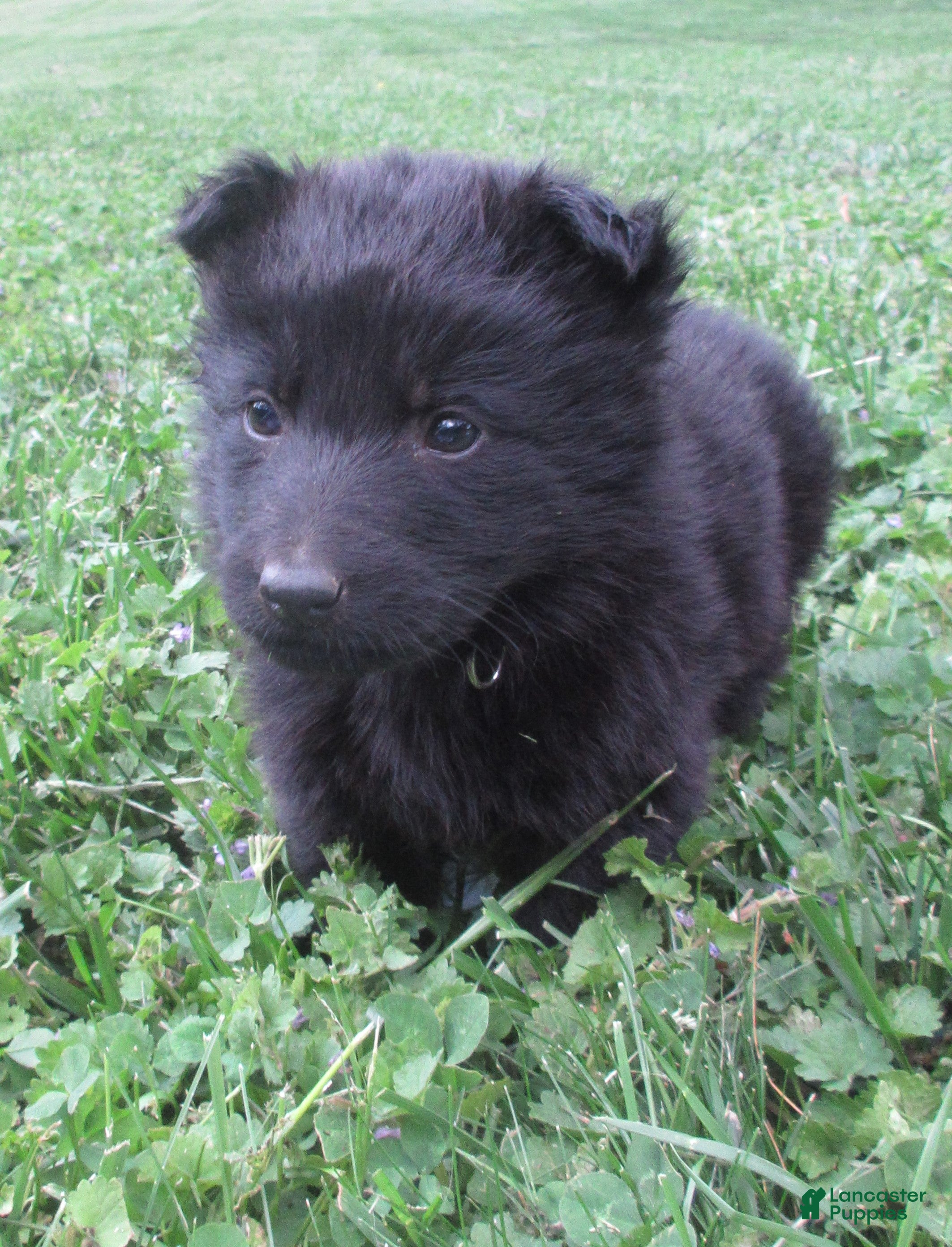 German Shepherd dogs Volvo - Ad 1