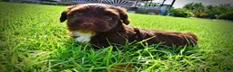 Havapoo dogs for sale: Hershey - Ad 21