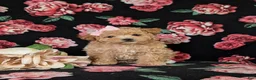 Maltipoo dogs for sale: Reese 8 lbs Full Grown - Ad 6