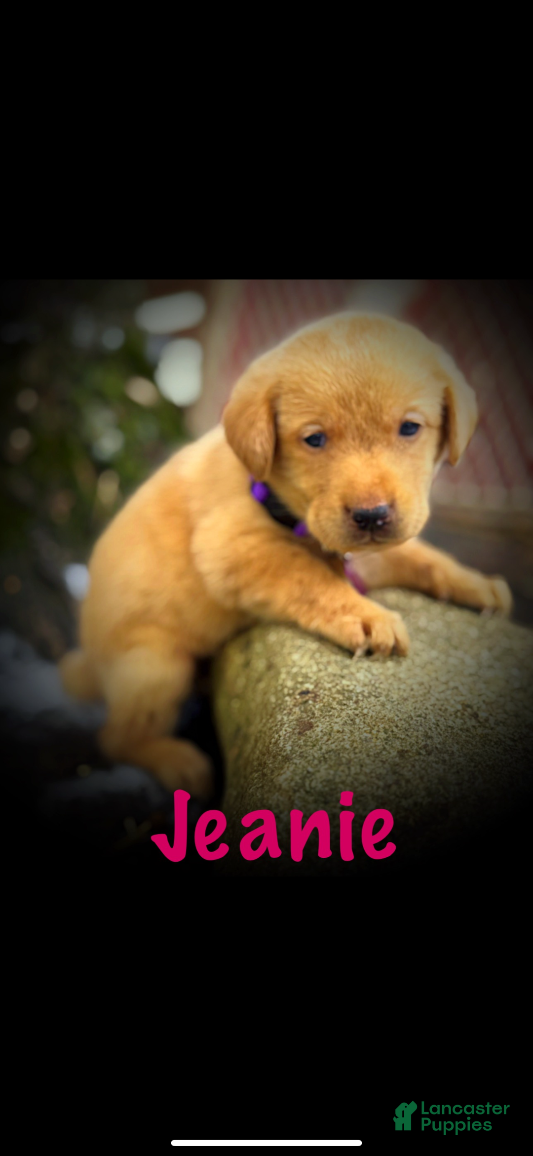 Labrador Retriever dogs for sale: Labrador Retriever Puppy 1 - Ad 13