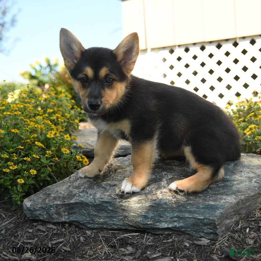 Welsh Corgi Pembroke dogs Camille - Ad 1