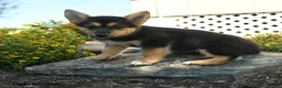 Welsh Corgi Pembroke dogs for sale: Camille - Ad 1