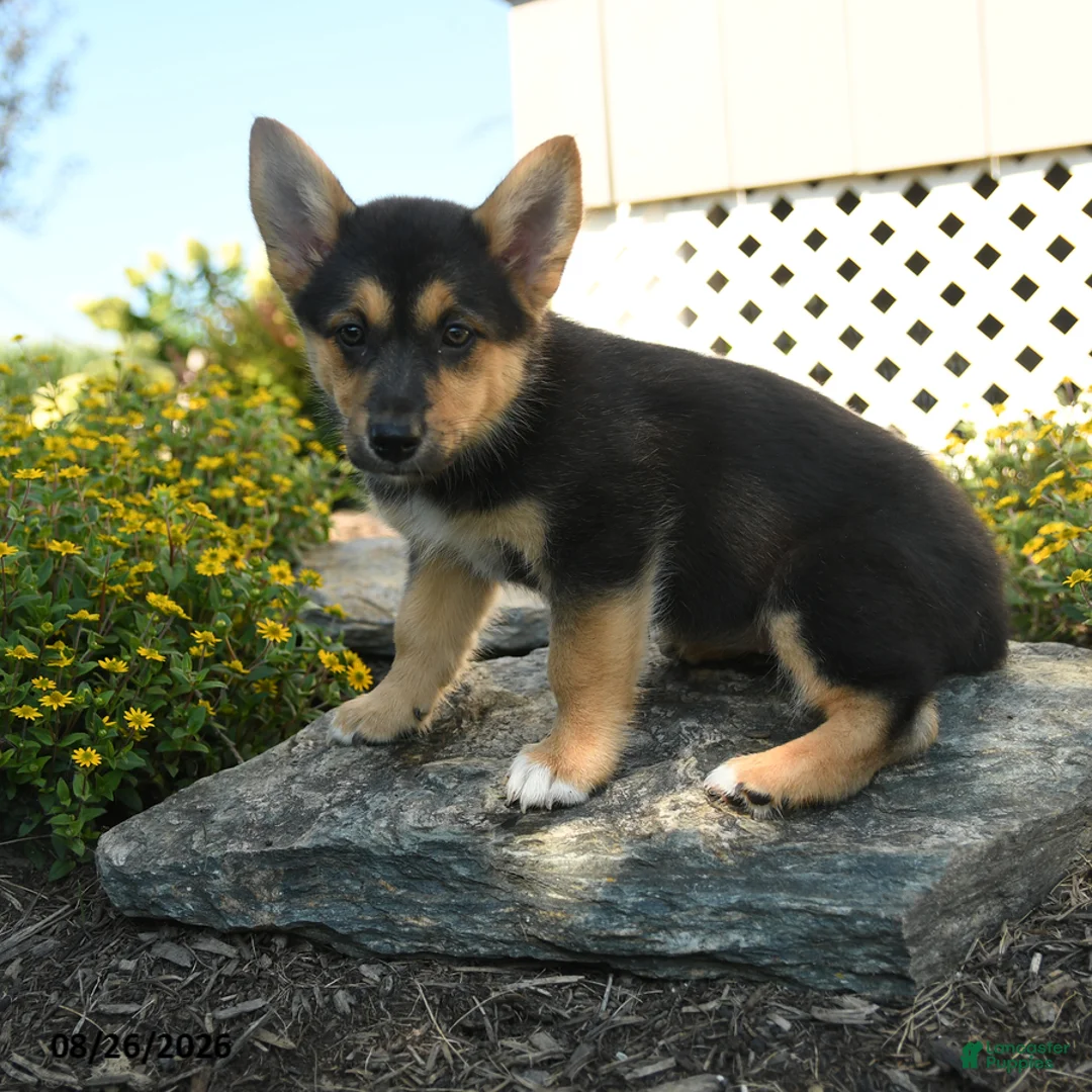 Welsh Corgi Pembroke dogs for sale: Camille - Ad 1