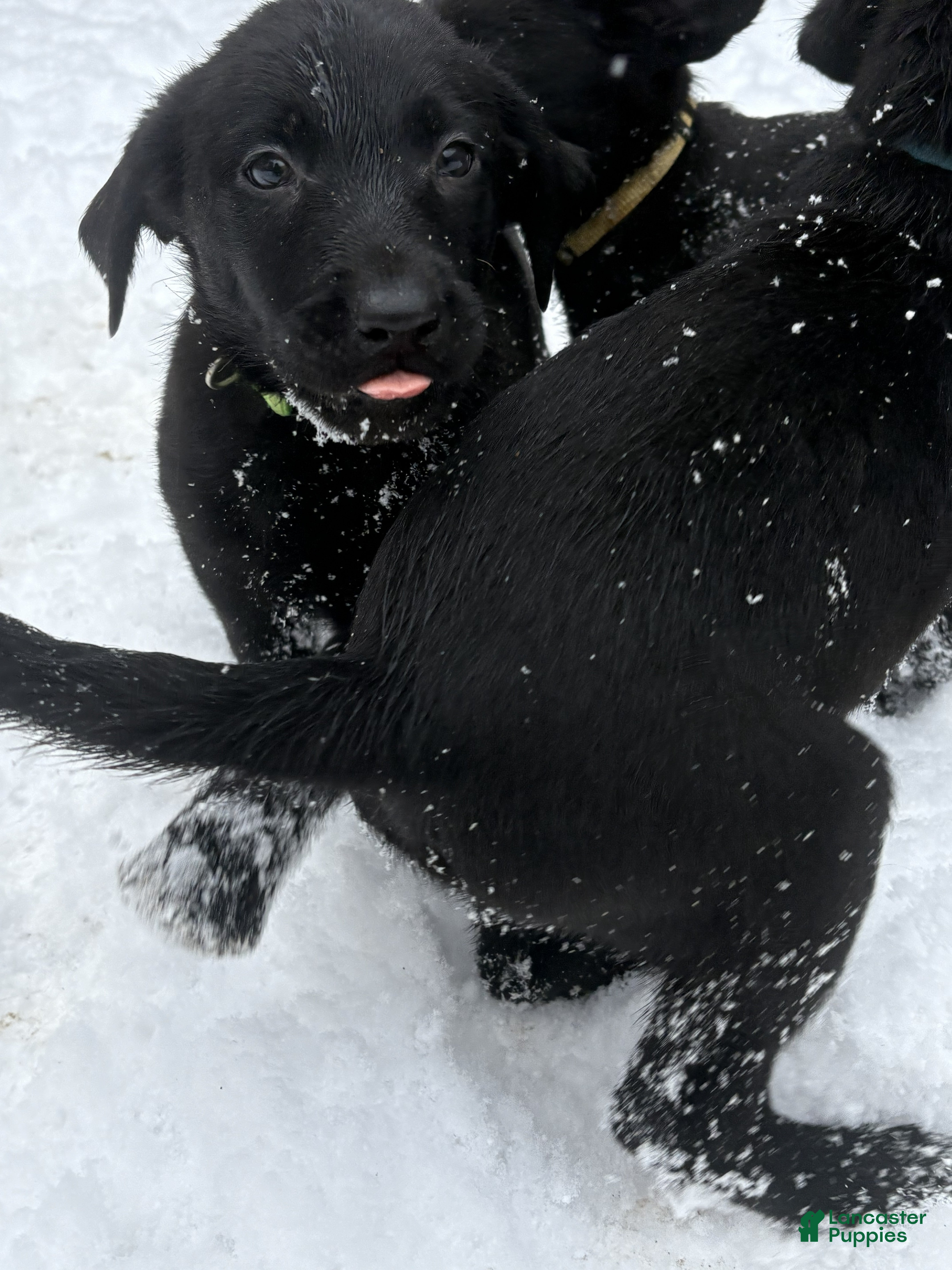 Labrador Retriever dogs Wishbone- Black - Ad 18