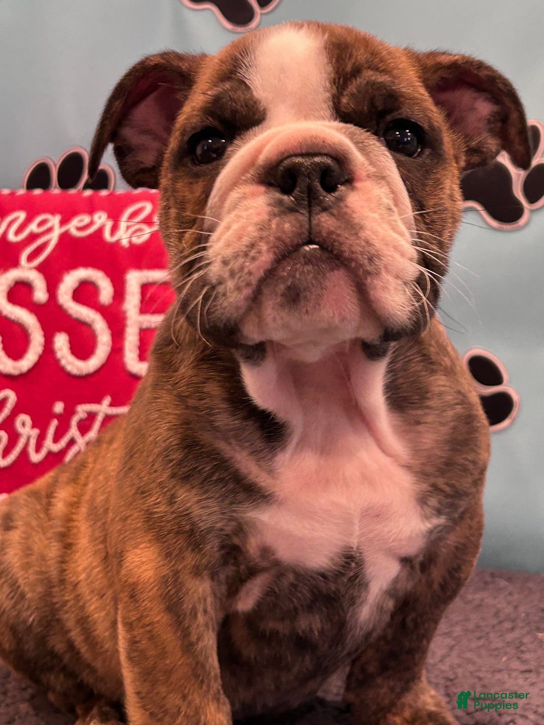 English Bulldog dogs for sale: SAWYER - Ad 10