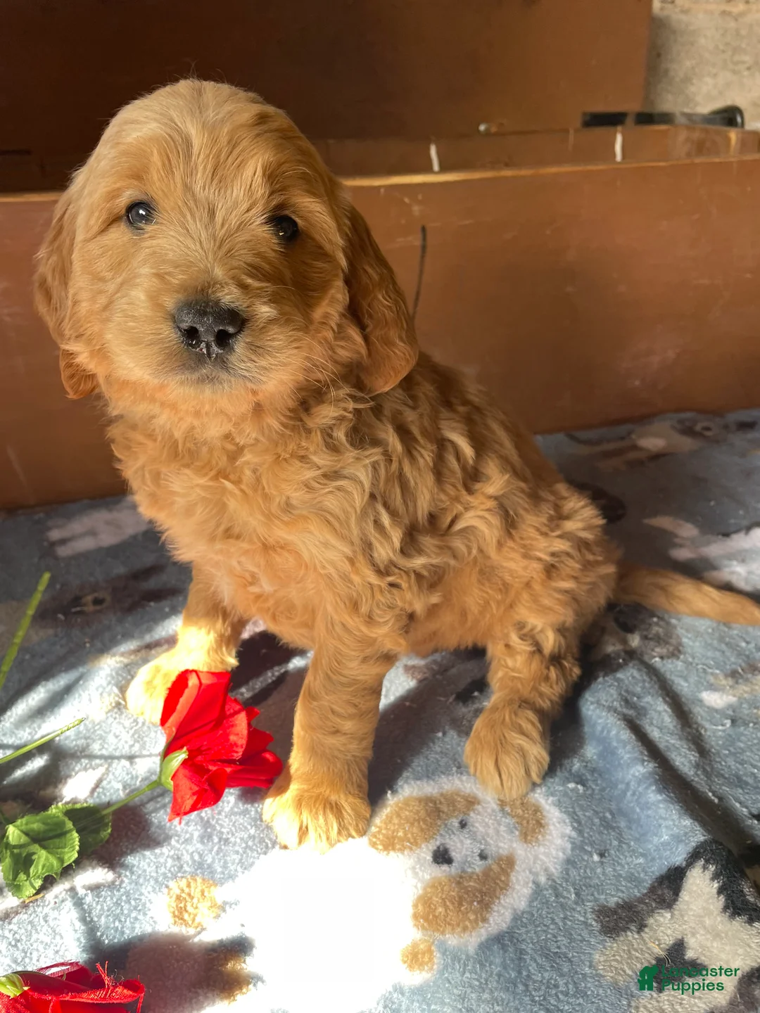 Mini Goldendoodle dogs for sale: Nolan - Ad 4