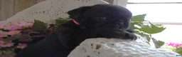 Pug dogs for sale: Pug 3 Minzi - Ad 4