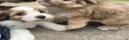 Mixed Breed dogs for sale: K'adore - Ad 6