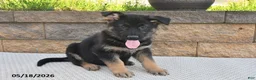 German Shepherd dogs for sale: Ruby - Ad 5