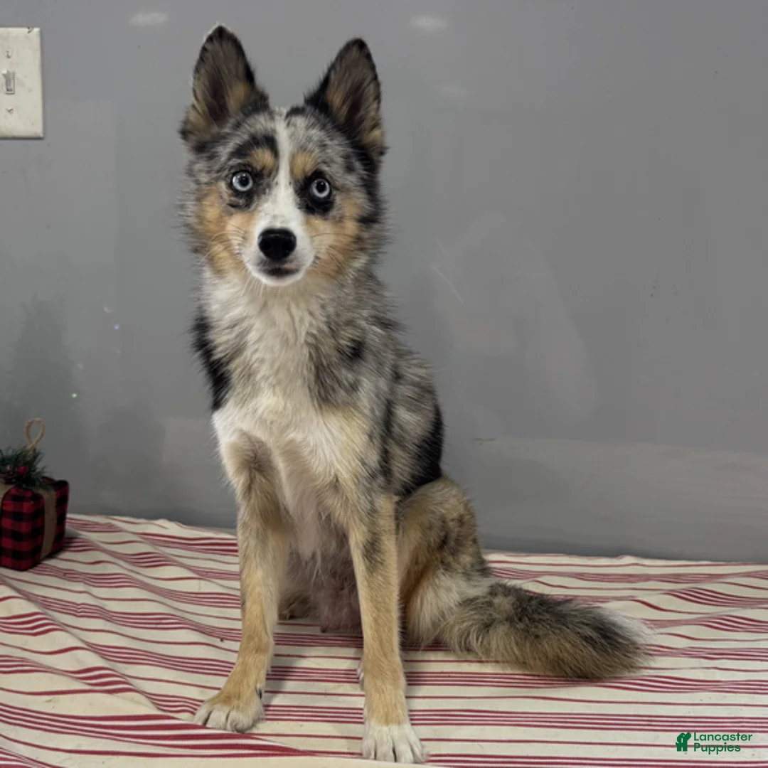 Pomsky dogs for sale: Holly - Ad 4