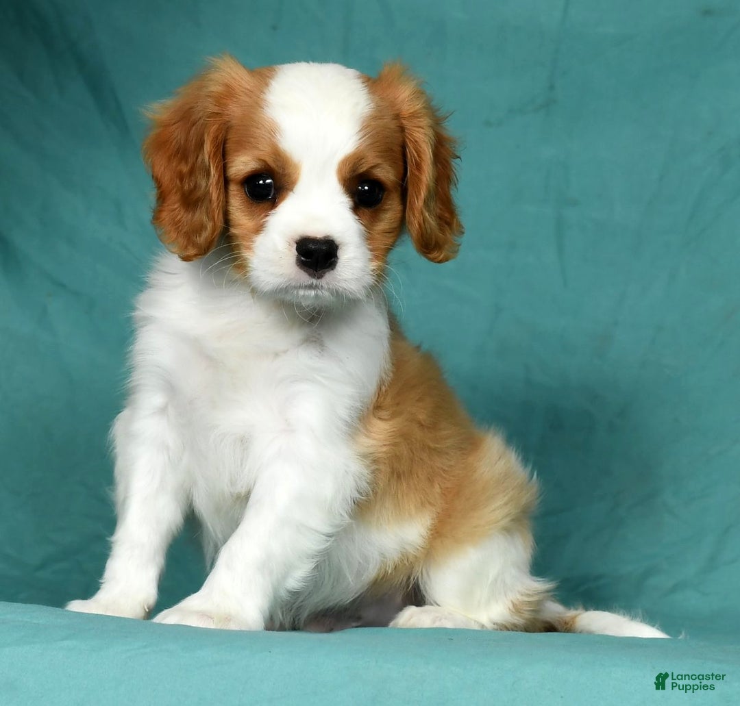 Cavalier Westie Cavalier Chihuahua Mix For Sale Cavalier X Shih