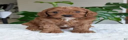 Cavapoo dogs for sale: Myles - Ad 19