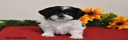 Shih Tzu dogs for sale: Leo - Ad 3
