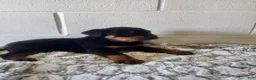 Rottweiler dogs for sale: Bravo - Ad 7