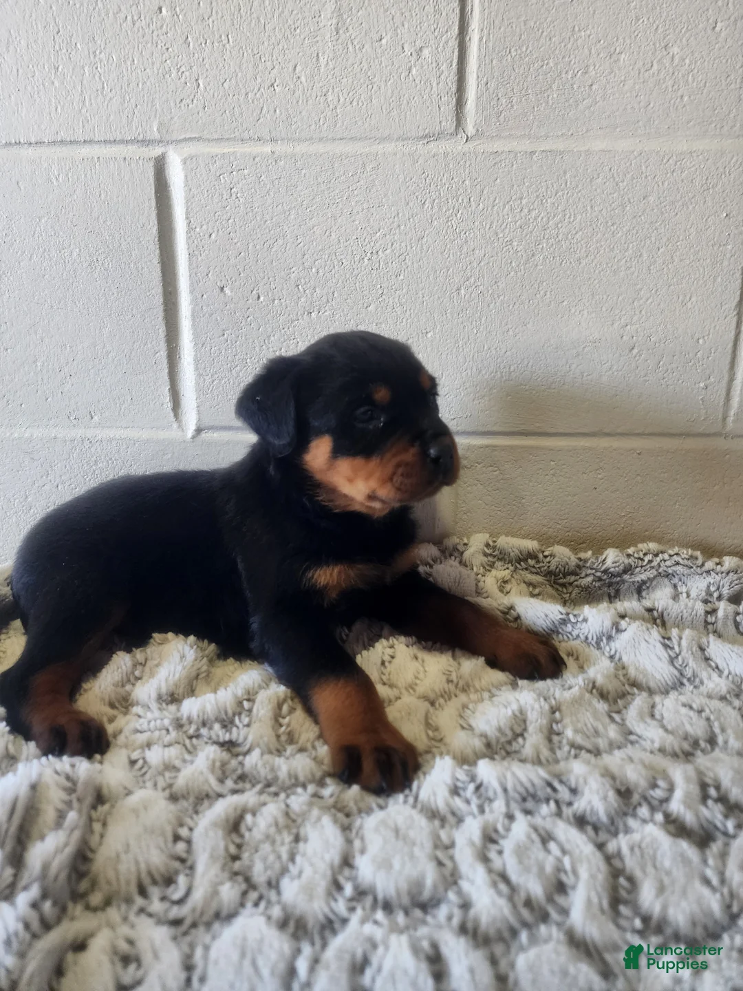 Rottweiler dogs for sale: Bravo - Ad 7