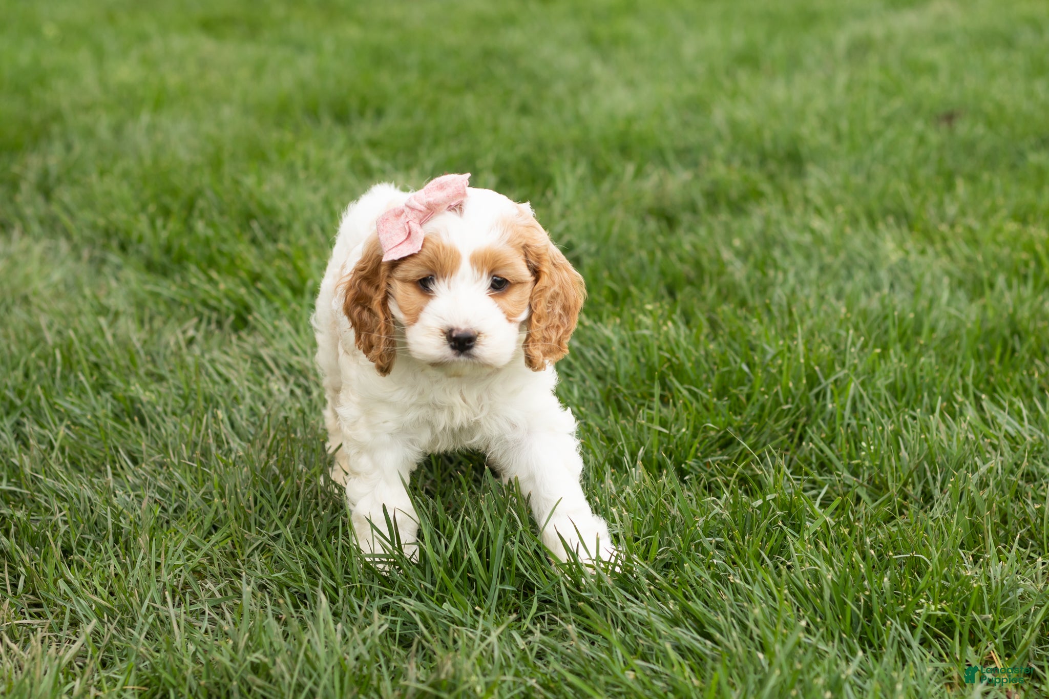 Cockapoo dogs Jenny  - Ad 17