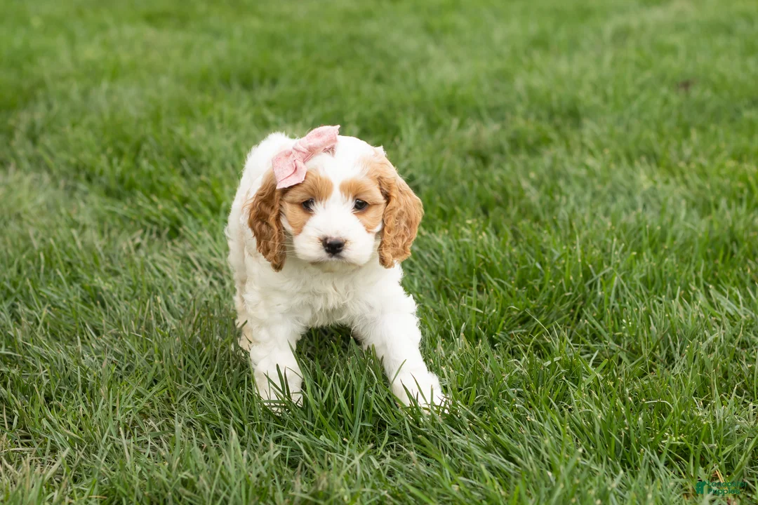 Cockapoo dogs for sale: Jenny  - Ad 1