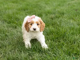 Cockapoo dogs Jenny - Ad 17