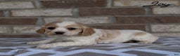 Cocker Spaniel dogs for sale: Joy - Ad 2