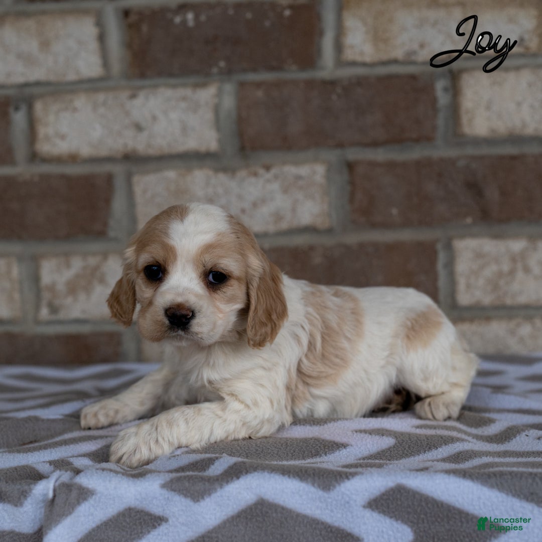 Cocker Spaniel dogs for sale: Joy - Ad 2