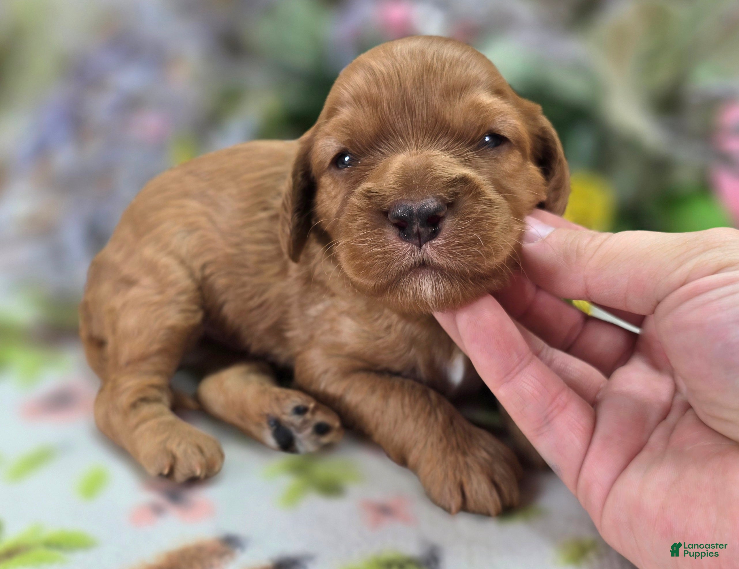 Cockapoo dogs Sprout - Ad 19