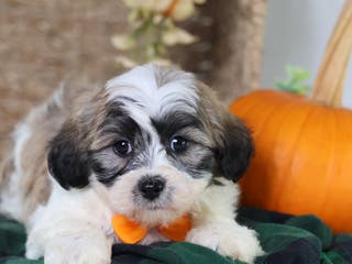 Teddy Bear dogs Fred - Ad 32