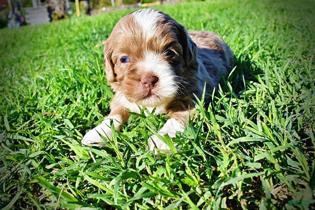 Havapoo dogs for sale: Paco - Ad 1