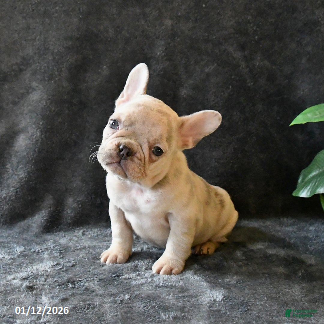 French Bulldog dogs for sale: Peaches - Ad 4