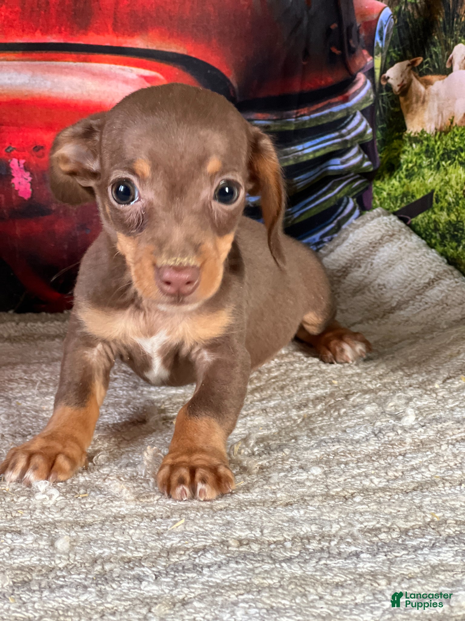 Chiweenie dogs Seth - Ad 2