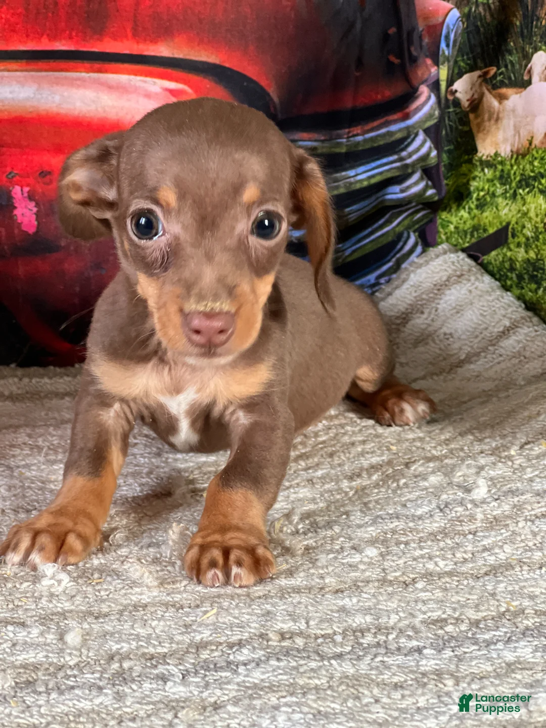 Chiweenie dogs for sale: Seth - Ad 2