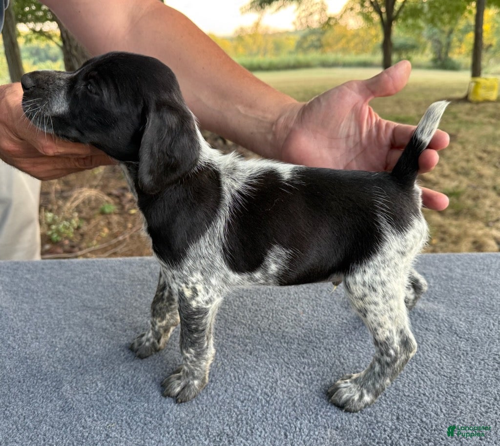 German Shorthaired Pointer dogs Boy 1 - Ad 2
