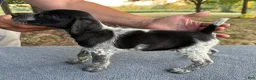 German Shorthaired Pointer dogs for sale: Boy 1 - Ad 2