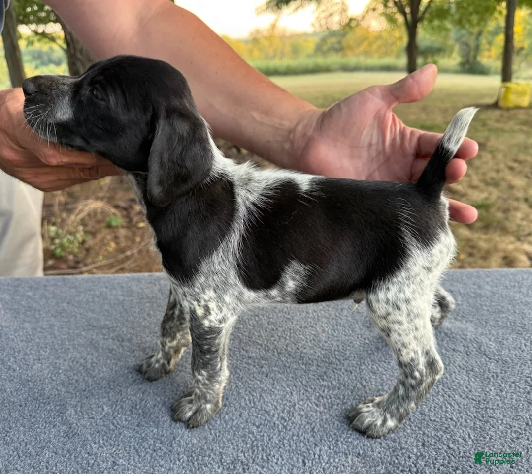 German Shorthaired Pointer dogs for sale: Boy 1 - Ad 2