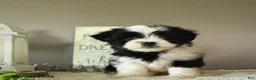Mixed Breed dogs for sale: Jade - Ad 1