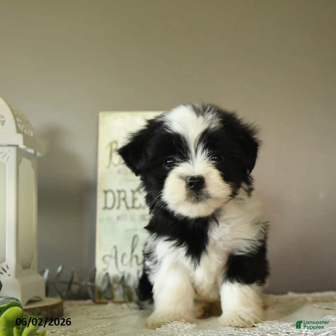 Mixed Breed dogs for sale: Jade - Ad 1