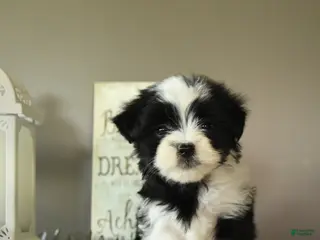 Mixed Breed dogs for sale: Jade - Ad 4