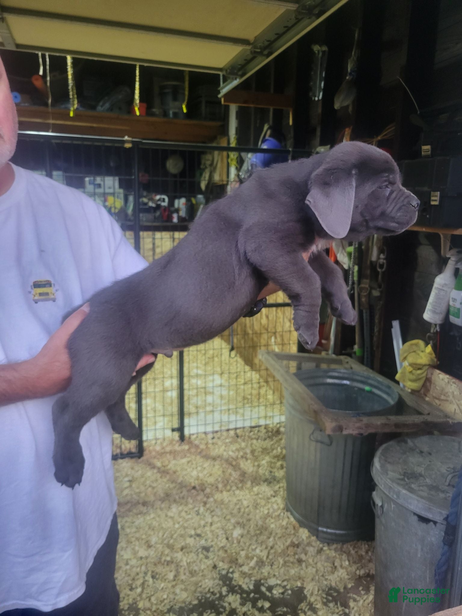 Cane Corso dogs Cane Corso 4 - Ad 1