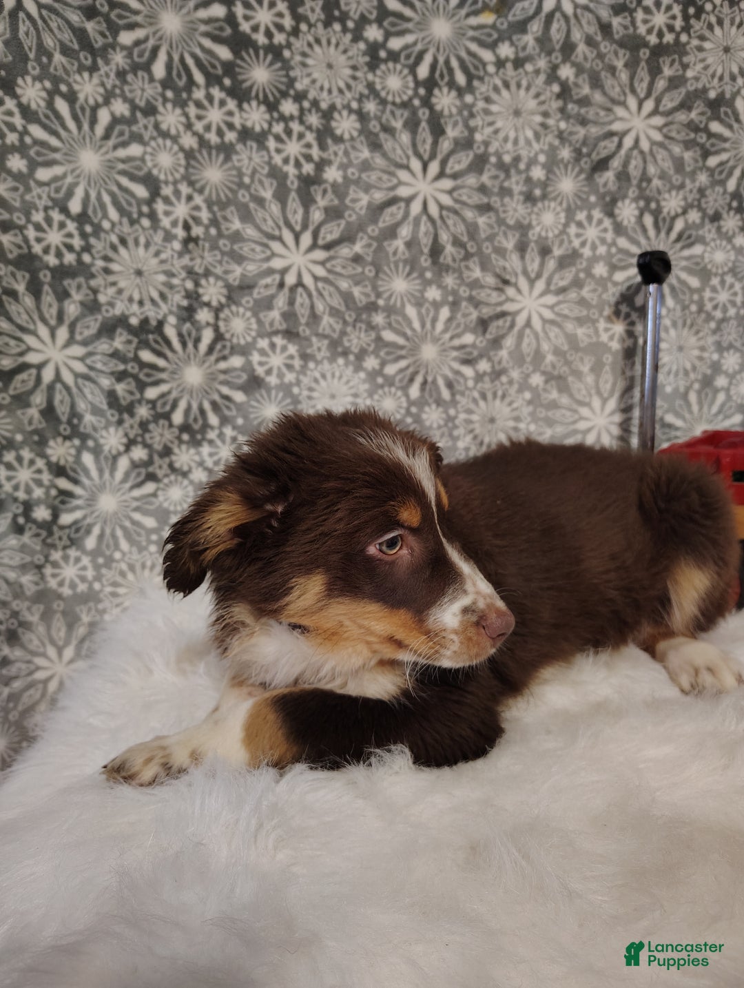 Australian Shepherd dogs for sale: Nutmeg - Ad 6