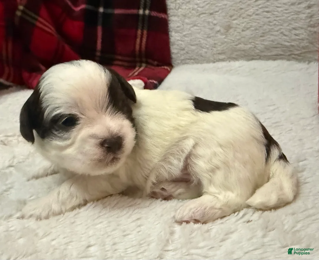 Shihpoo dogs for sale: Oliver  - Ad 16
