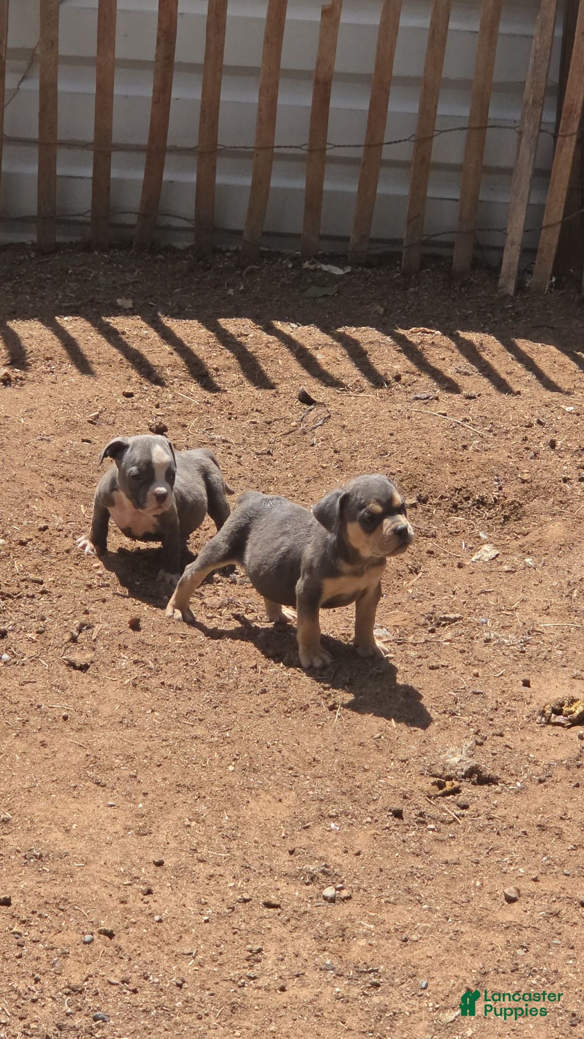 English Bulldog dogs Blue and Tan - Ad 5