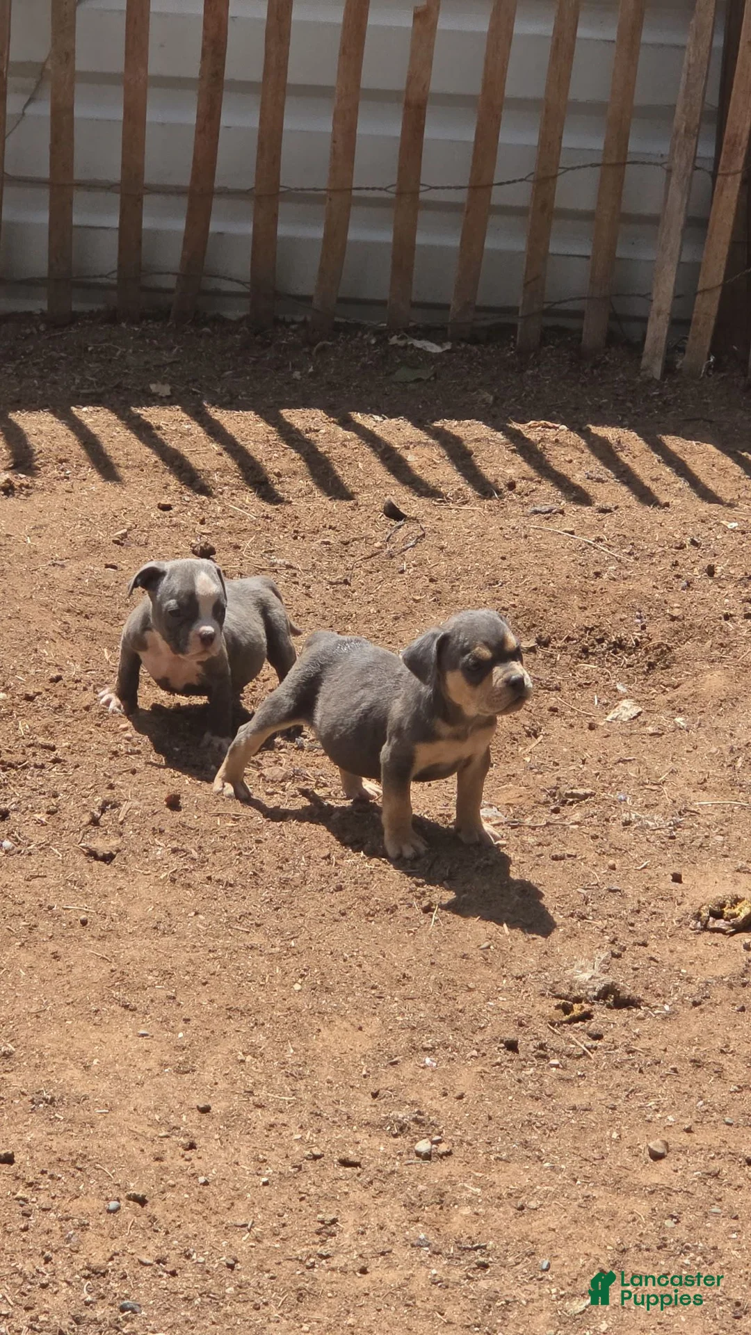 English Bulldog dogs for sale: Blue and Tan - Ad 1