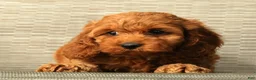 Cockapoo dogs for sale: Luna - Ad 9
